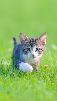 A Little Striped Kitten Hiding in The Grass