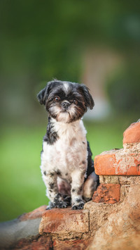 A black-and-white female Shih Tzu sitting on a stone
