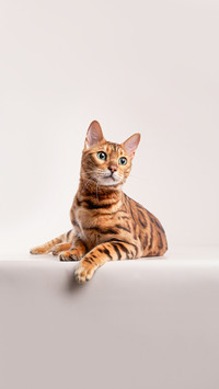 用眼睛传递信息的猫咪