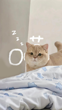 猫咪的“头拱告白”