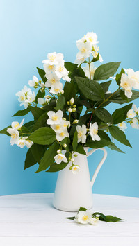 花语之茉莉