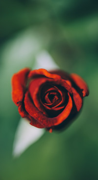 Macro Photography (1)