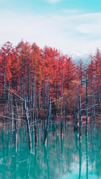Nature's Glory (1)
