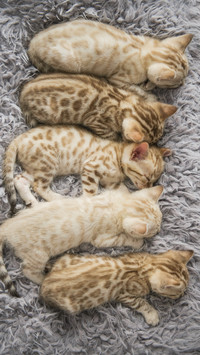 猫咪斑纹的秘密