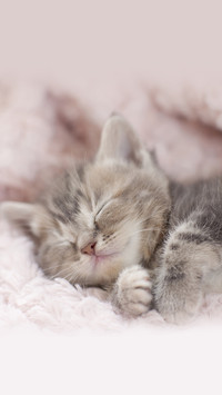 如何让猫主子接受小baby