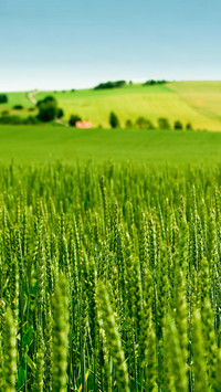 Farmland fields
