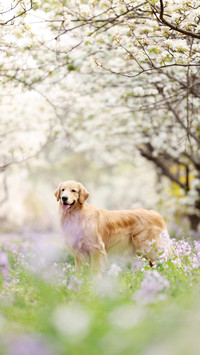 狗狗犯错后的反应