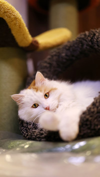 Cat Cat Cat Cat 4