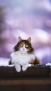 A beautiful cat with yellow eyes