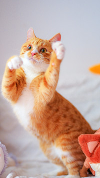 A playing cat