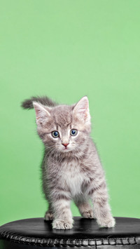 Stop teasing the kitten with your hands