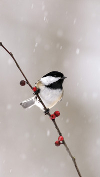 Snow falls on a larger scale in the south