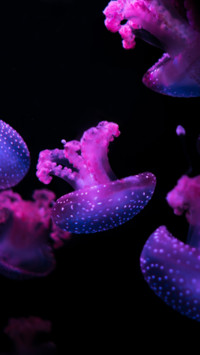 Marine Life (13)