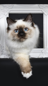 How do cats suffer from ear mites 53