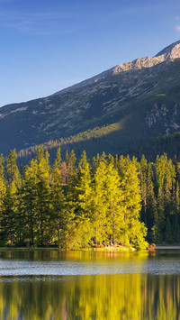 Landscape vegetation