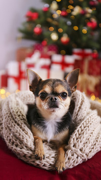 How can chihuahua be considered mature