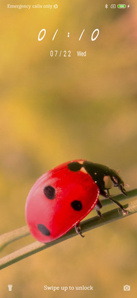 Ladybug_3MDS