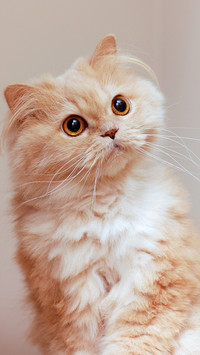 Cute pet-05