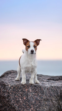 Lovely dog jack russel terrier on the stone