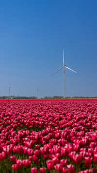 Brilliant flower fields
