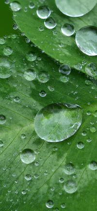 Green Plants-PAIXIN