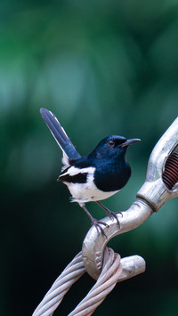 The fourjoy bird is actually the national bird of another
