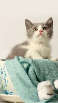Lovely animals-11