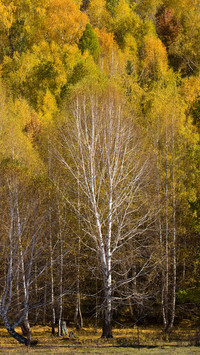 The Stunning Scenic Spots of Altay