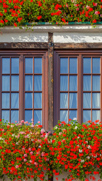 The flowers on the windowsill