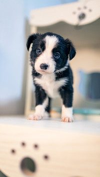 智慧担当边境牧羊犬