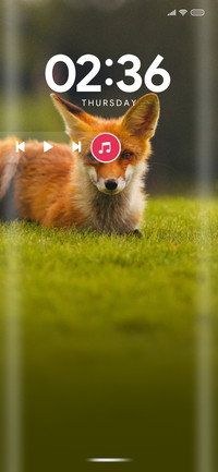 Wildlife_CuteFox