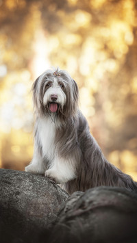 A funny bearded collie standing with his front paws