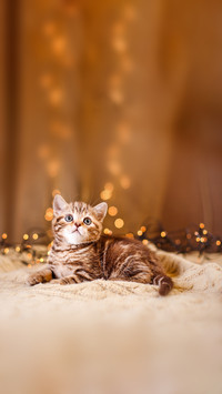 A  Small Cat lying on The Blanket