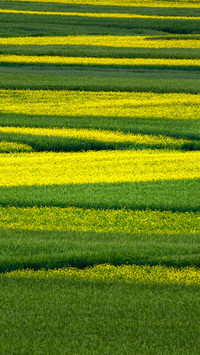 The rape flowers are a sea of yellow and green