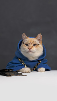5 hidden psychologies of cats
