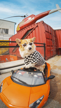 Its said that you dont have a corgi