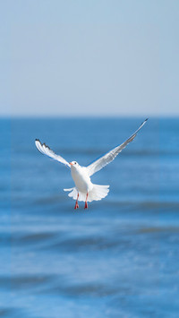 How to prevent seagulls from stealing food