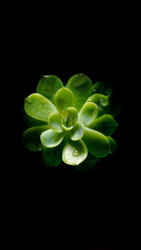 Amoled HD  (25)