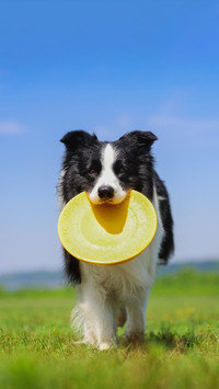 Calcium tablets for dogs