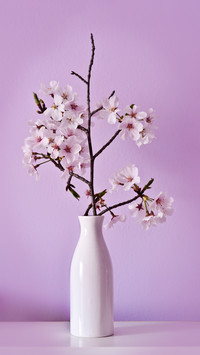What kind of flowers are suitable for lazy people to grow 4