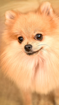 可爱萌宠博美犬