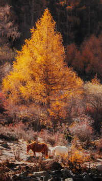 The autumn scenery along the small path is at its peak.