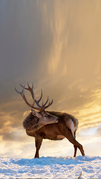 Deer highlighted on a snowy hill and cloudy sky
