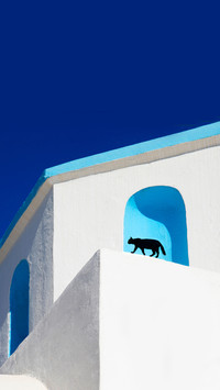The black cat in the church