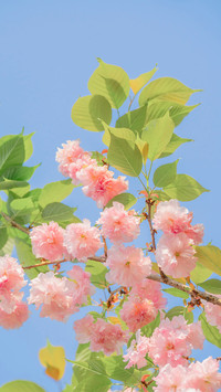 春风十里 樱香四溢
