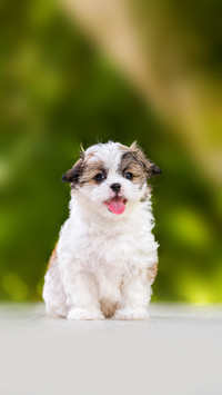 One adorable Shih-tzu puppy dog sticking out the tongue
