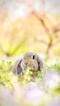 Rabbits are the most difficult pets to keep