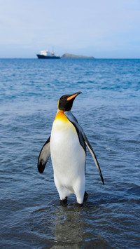 King penguin going from sea