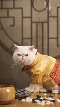 Will cat sterilization hate its owner 8