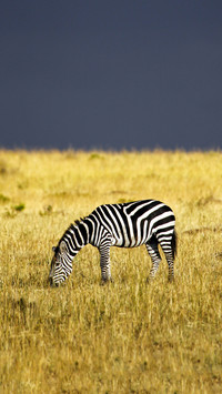 Plains zebra